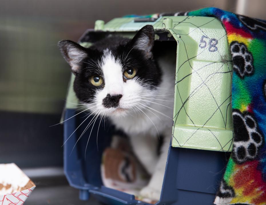 Black and white cat peeking his head out of a carrier