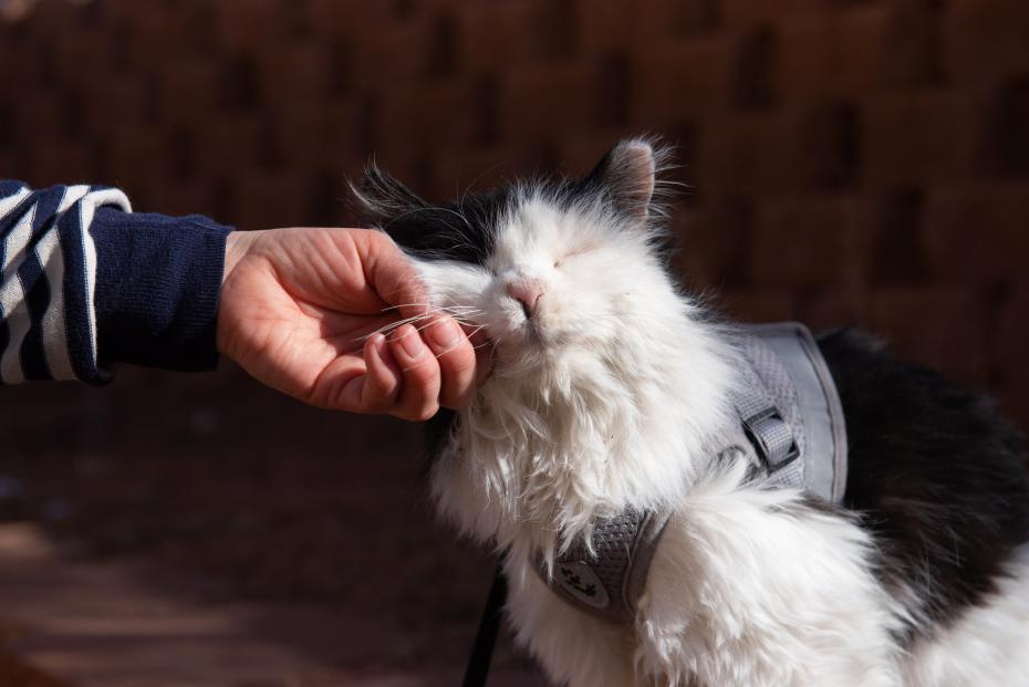 Person&#039;s hand scratching the side of a cat&#039;s face