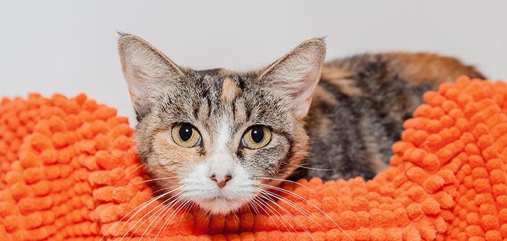 tabby cat lying on an orange bed