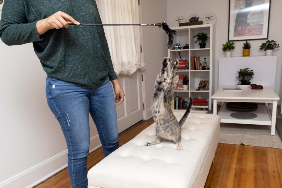Person playing with a wand toy with a kitten