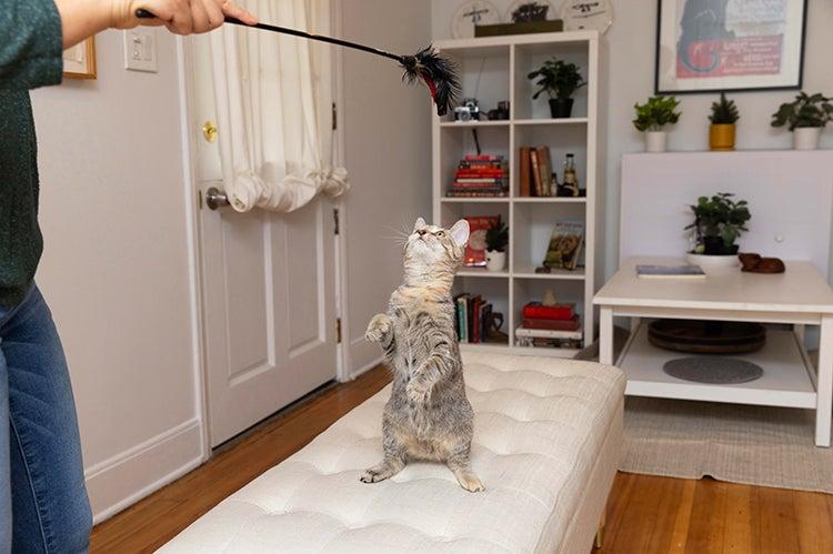 Person&#039;s arm playing with a wand toy with a cat who is standing on his back legs to reach it