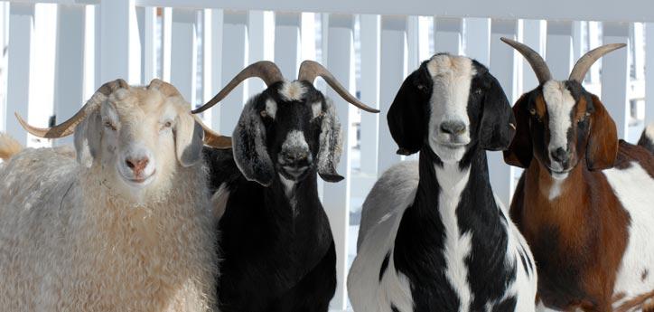 goats and sheep standing together