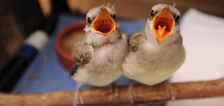 Baby western king birds who were rescued and rehabilitated