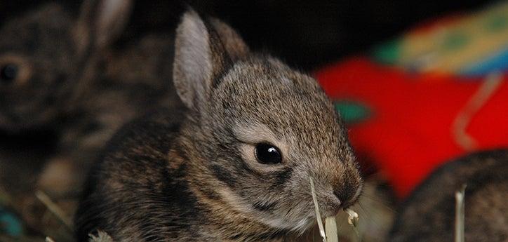 Baby cottontail rabbit at wildlife rehabilitation center
