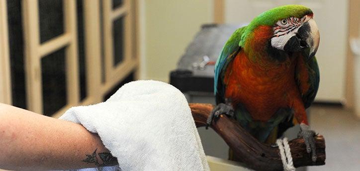Person practicing bird handling, trying to get a parrot to step up using a towel