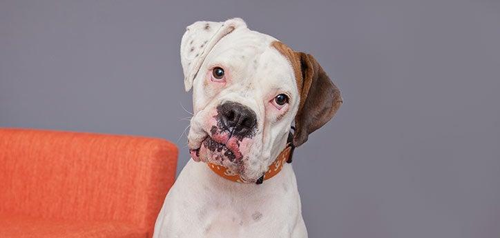 White-and-brown dog posing with a cocked head next to an orange chair