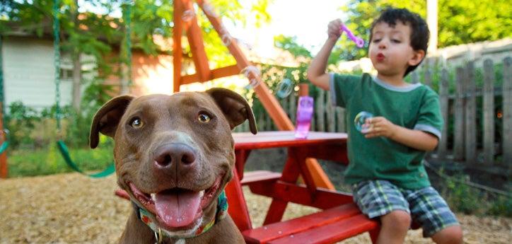 Breed restrictions against dogs like this friendly brown pitbull do not make communities safer.