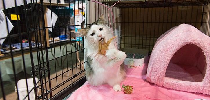 White and gray cat in a kennel playing with an interactive toy, with a pink enclosed bed