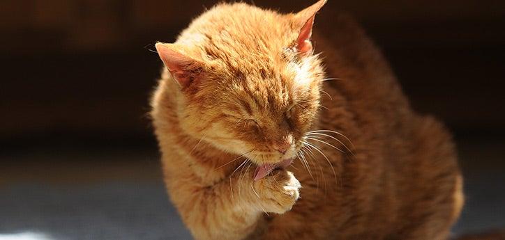 Orange tabby, who is experiencing some cat hair loss, licking his paw