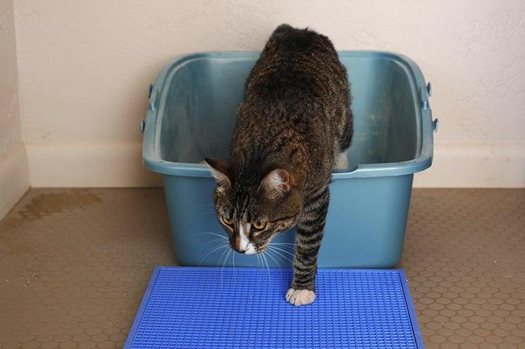 Cat using a litter box, stepping out of the box onto a mat