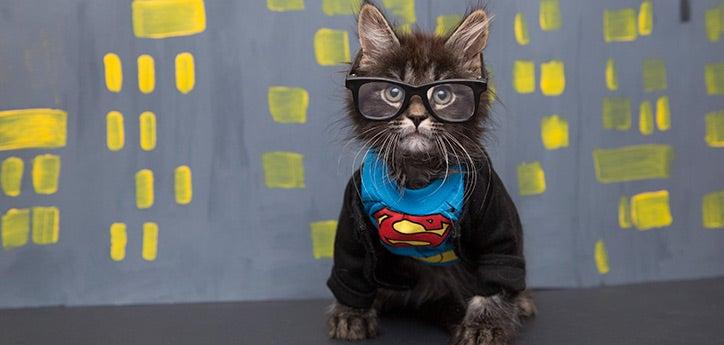 Tabby kitten dressed in a Halloween costume as Superman