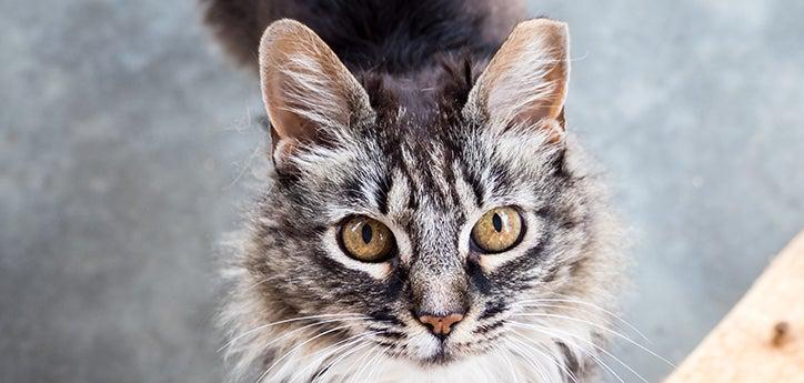 Older feline with cat dementia who is receiving care and treatment