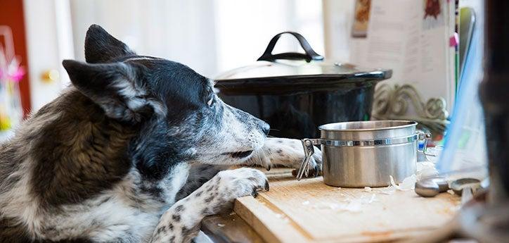 dog counter surfing with their front paws up on the counter