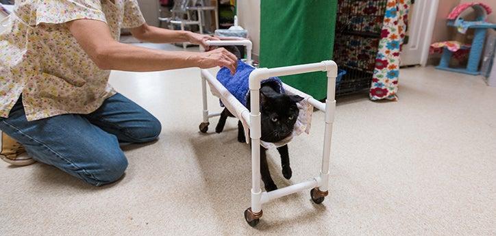 Duke, a cat with cerebellar hypoplasia, utilizing a cat wheelchair, or cat cart, made of PVC piping, with a caregiver helping to keep it steady