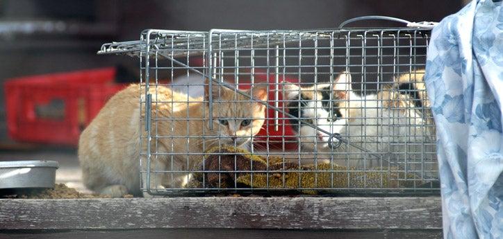 Two cats near a humane trap being used for trap-neuter-vaccinate-return (TNVR)