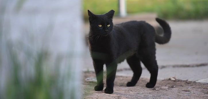 Blackie, a black shorthair community cat, with an ear tip