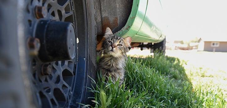 Medium-haired brown tabby feral community cat, with an ear tip, next to a tire