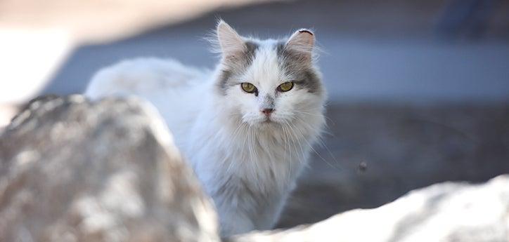 Gray and white community cat with a freshly tipped ear to indicate he is a feral cat who is part of a managed cat colony