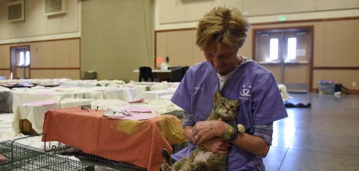 Veterinarian wearing scrubs holding a brown tabby community cat, surrounded by sheet-covered humane cat traps