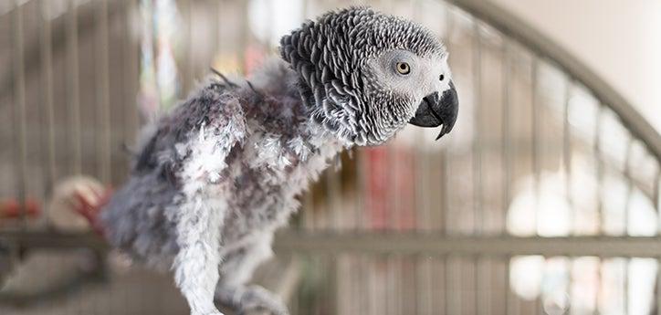 an African grey parrot with missing feathers due to feather plucking