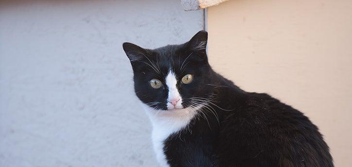Black-and-white outdoor cat