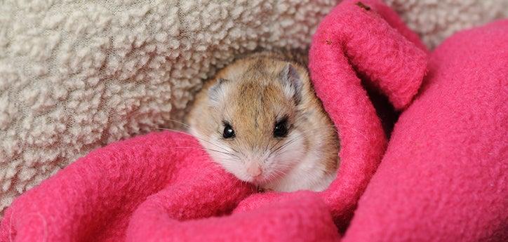 rescued wild grasshopper mouse on a blanket