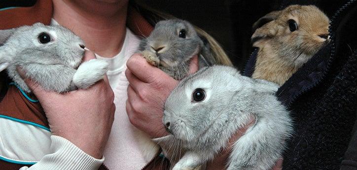 a person demonstrating how to pick up rabbits
