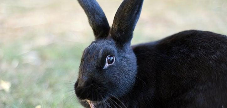 healthy black pet rabbit