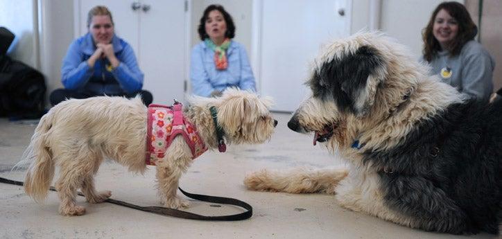 Two shelter dogs receiving dog socialization training