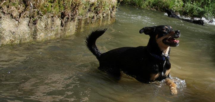 This black dog is cooling off in hot weather by frolicking in a stream.