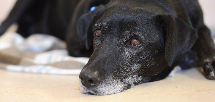 Senior dog who takes pills for a heart condition