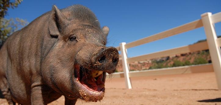 a pet potbellied pig outdoors eating