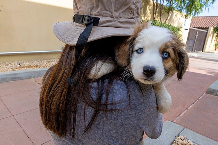 Puppy looking over the shoulder of a person holding him