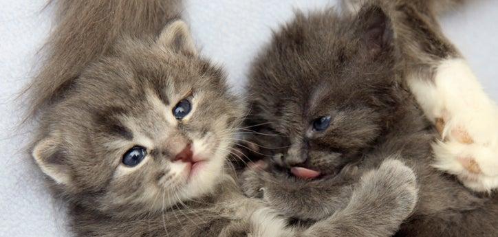 Two fluffy kittens snuggling