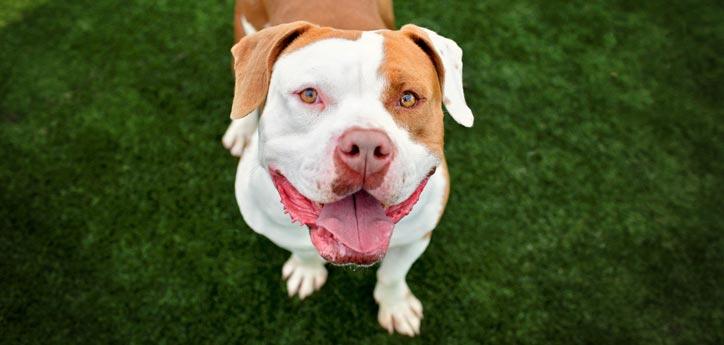 brown-and-white pit bull-type dog standing on grass and looking up and smiling