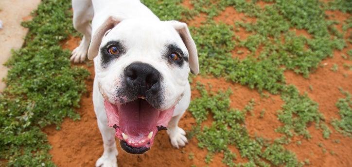 Get animal fundraising ideas to help raise money to care for shelter pets like this sweet white-and-black pitbull.