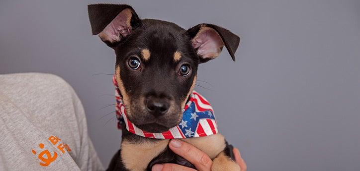 dog wearing an American flag bandana