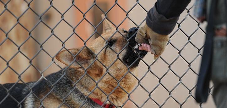 Dog behind a chain-link fence receiving training for dog barrier aggression