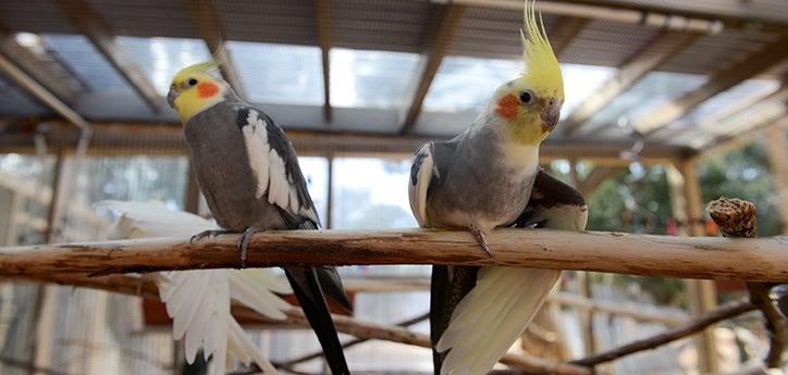 Cockatiels in a parrot cage