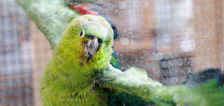 green pet bird taking a bath