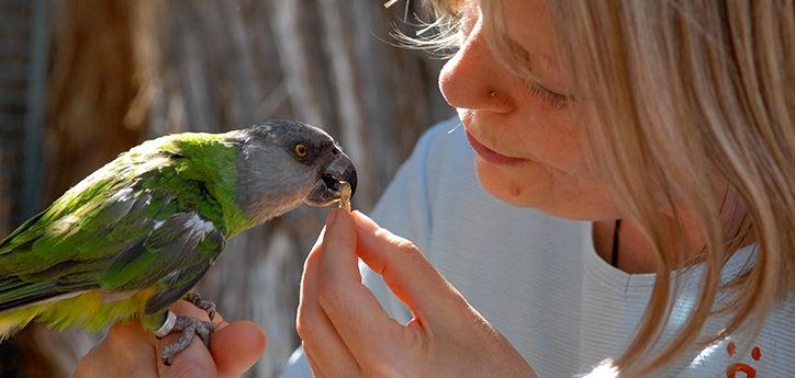 Maxine the parrot eats some of her parrot food from a person&#039;s hand