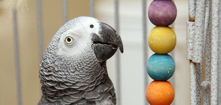 pet African gray parrot with a colorful, wooden safe bird toy