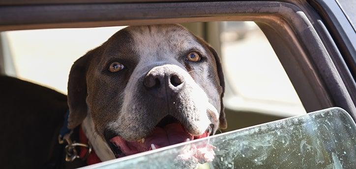 Jango, a pit-bull-terrier-type dog, looking out of a car's partially open window, demonstrating what it's like to be traveling with pets