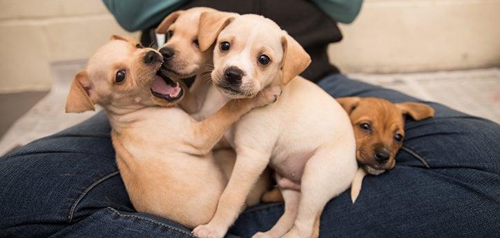 Litter of blond puppies on someone's lap, with one puppy who has his mouth open, who are at the puppy development stage of socializing with each other and with humans