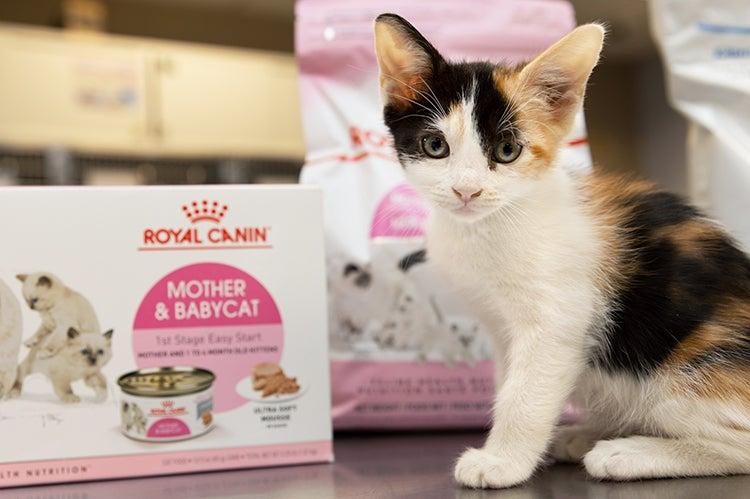 Kittens Best Friends Animal Society Save Them All