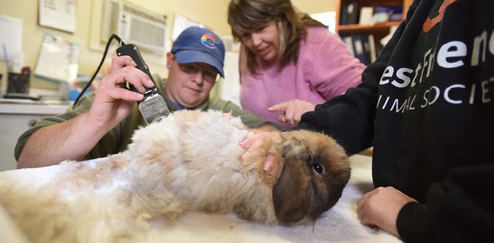 a rabbit grooming session in which the groomer is trimming the rabbit's fur