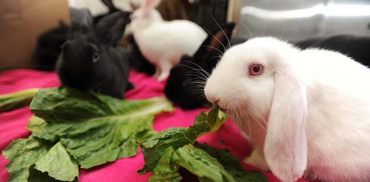 black and white pet rabbits eating fresh greens near a litter box