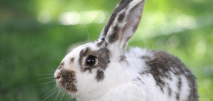 Brown-and-white spotted pet bunny displaying calm yet alert rabbit body language