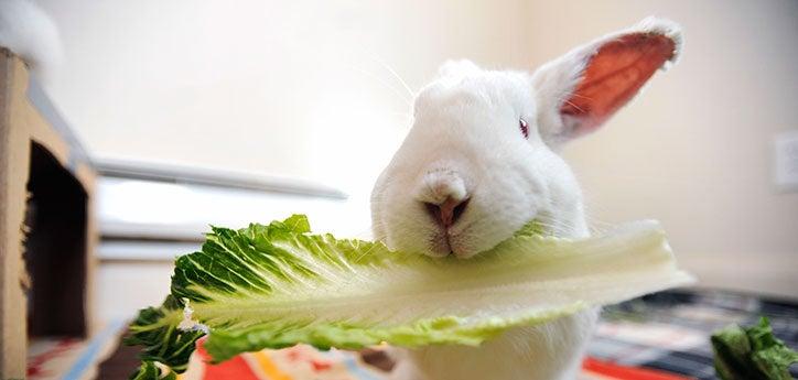 white pet bunny eating some lettuce as part of a healthy rabbit diet