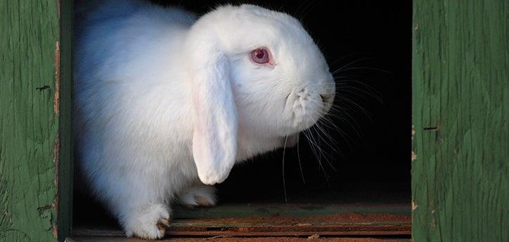 white bunny in wooden rabbit housing